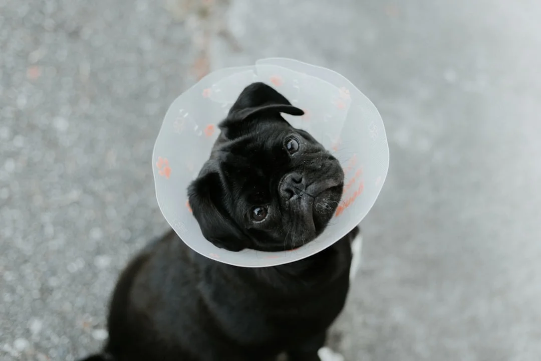 dog recovery cone