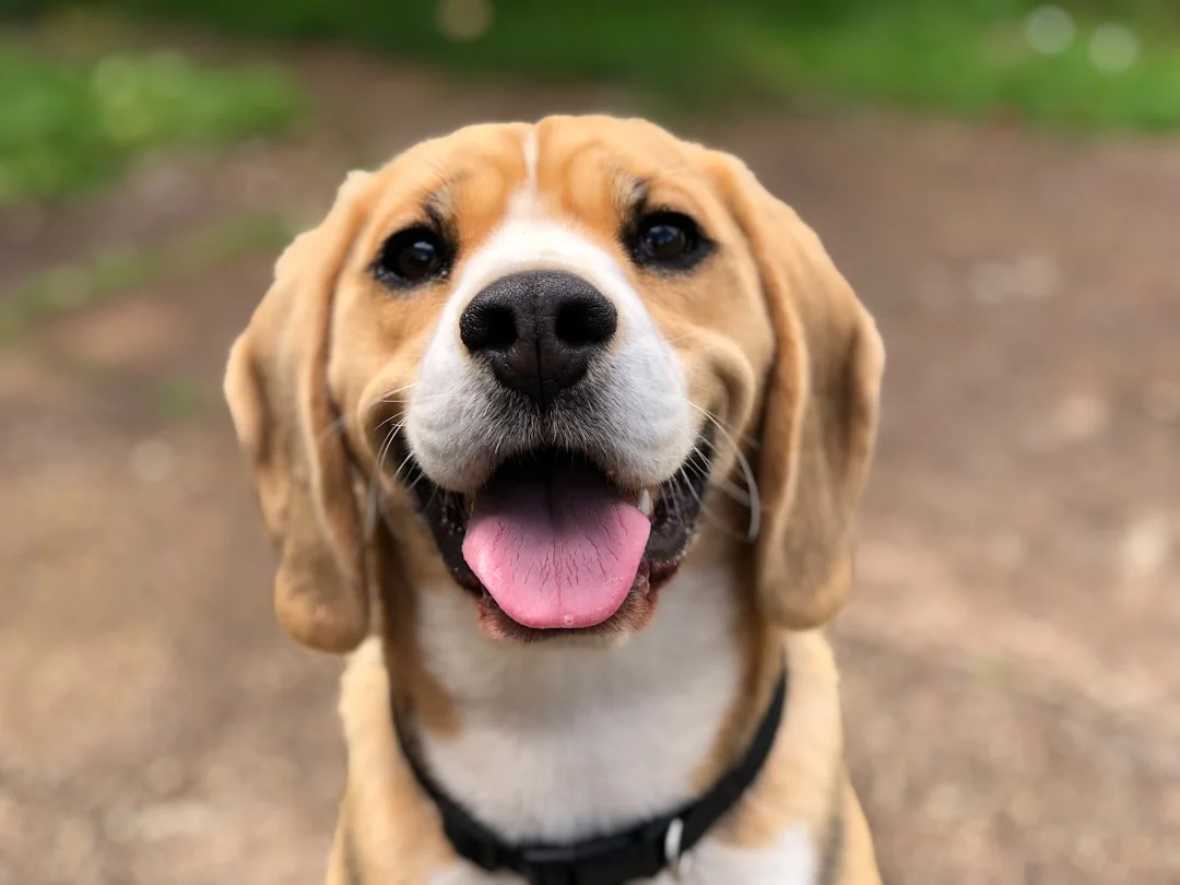 happy beagle puppy