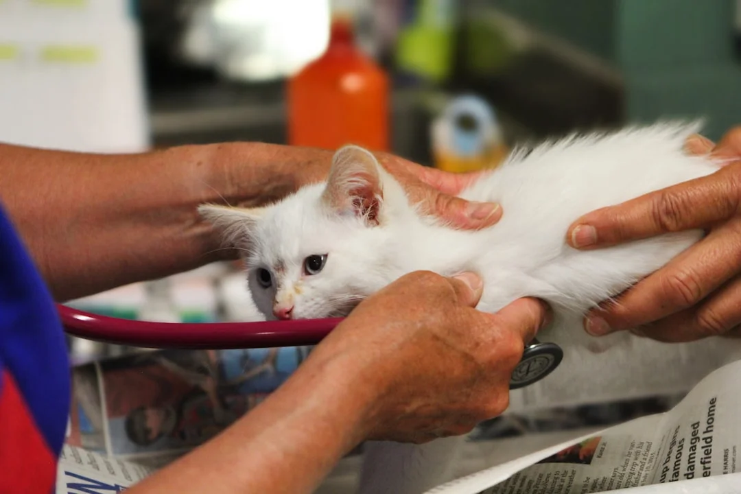 kitten veterinary exam