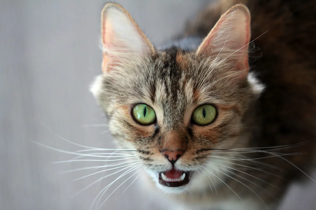 cat portrait