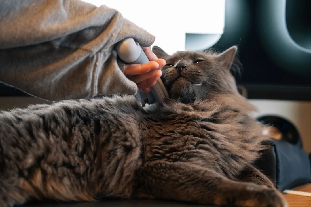 cat veterinary care