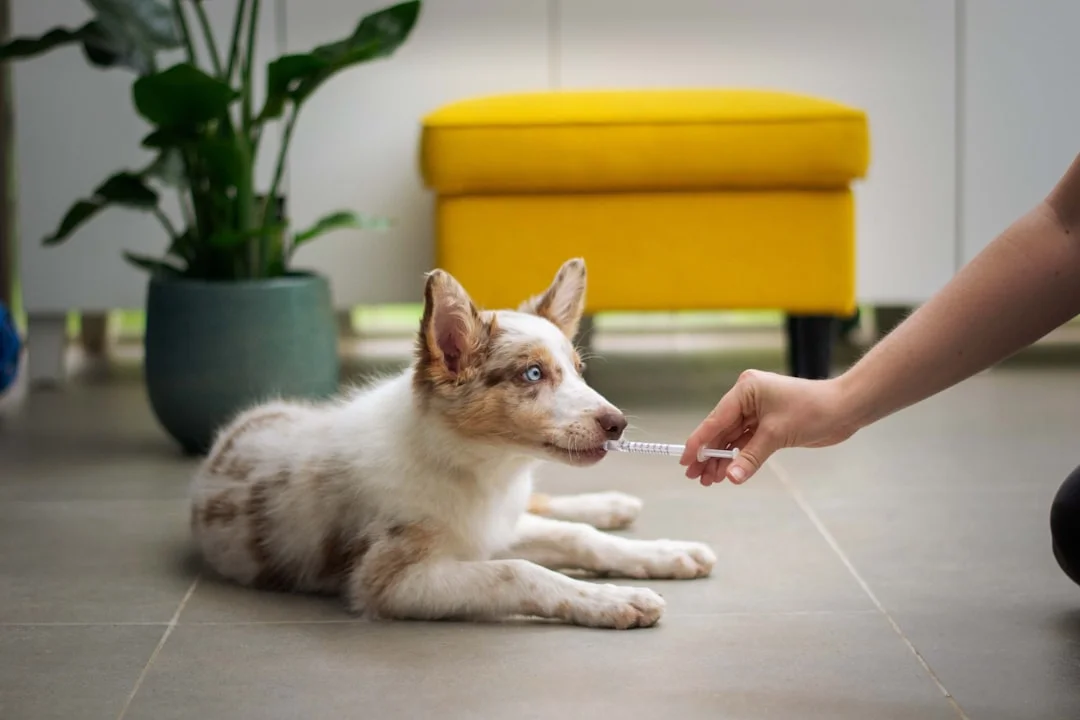 puppy at clinic